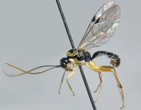キモンブナハバチヒメバチ Cteniscus (Cteniscus) fagineurae Watanabe, Taniwaki & Kasparyan, 2018 (Holotype)
