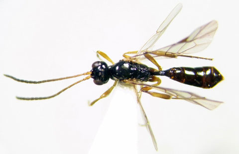 Microleptes rectangulus (Thomson, 1888) (♀:KPM-NK 5000701)