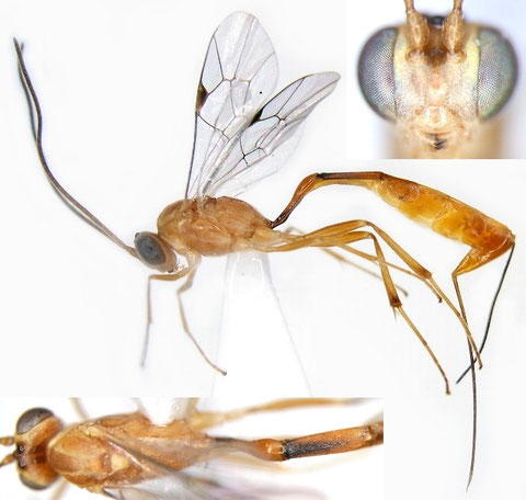 キベリチビアメバチ Trathala flavoorbitalis (Cameron, 1907)