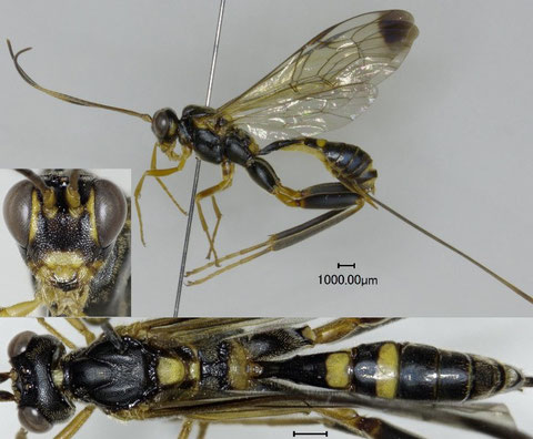 ツマグロケンヒメバチ Spilopteron apicale (Matsumura, 1912) ♀