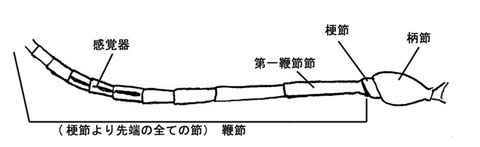触角(側方より)