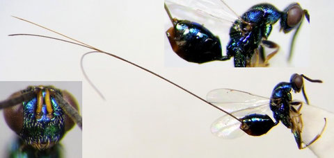 その他の寄生蜂 - Information station of Parasitoid wasps