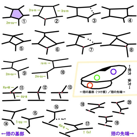 記載や検索表でよく出てくる翅脈パターン