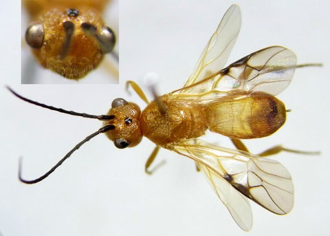 キイロコウラコマユバチ Phanerotoma (Phanerotoma) flava Ashmead, 1906