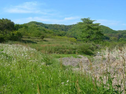 Photo 1. 神奈川県秦野市弘法山  Diplazon laetatoriusやトウヨウマルヒメバチ、フトマルヒメバチが得られた