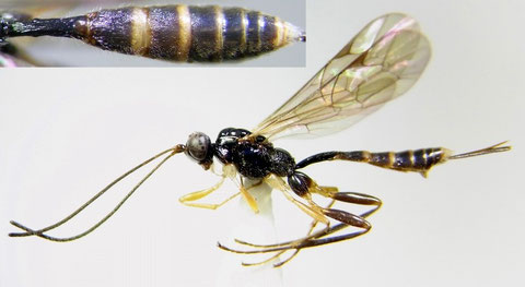 Diacritus aciculatus japonicus Momoi, 1966