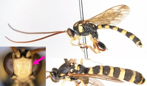 キオビコシブトヒメバチ Metopius (Metopius) browni Ashmead, 1905