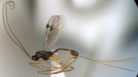 Macrocentrus mandibularis Watanabe,1967