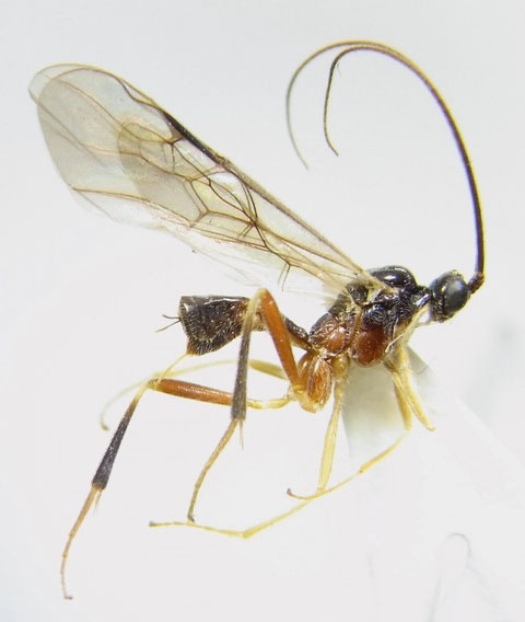 Homolobus rufiventralis Maeto,1982 ムネアカコンボウコマユバチ