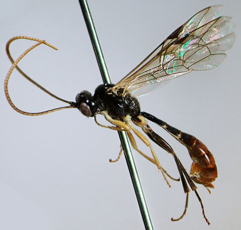 ヤクハバチヒメバチ Kristotomus yakui (Uchida, 1932) ♀