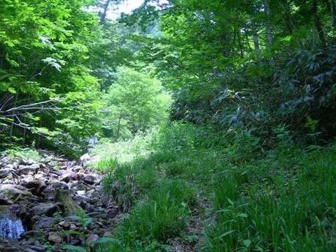 Photo 4. 群馬県丸沼高原（奥日光） ハバチとその寄生者のハバチヤドリヒメバチやマルヒメバチが非常に多かった。