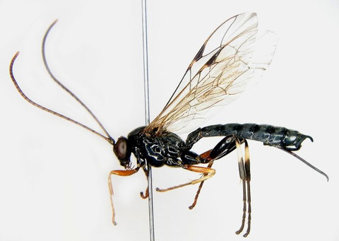 コキアシヒラタヒメバチ Apechthis capulifera (Kriechbaumer, 1887) ♀ (後脚黒化型)