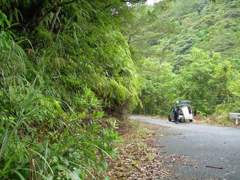 Photo 11. 奄美大島湯湾　一見ダメに見えるが、ここでは林縁に沿って沢山のヨコジマトガリヒメバチが飛んできた。