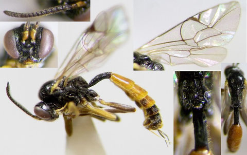 フトタマバチヤドリヒメバチ Orthopelma simile Kusigemari, 1974 ♀