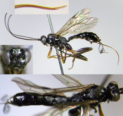 Cylloceria sp. A (female)