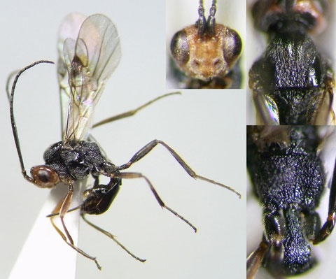 テントウハラボソコマユバチ Dinocampus coccinellae (Schrank, 1802)