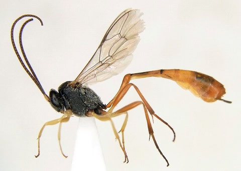 ホウネンダワラチビアメバチ Charops bicolor (Szepligeti, 1906)