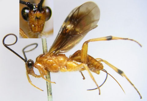 クロヒゲアカコマユバチ Cremnops desertor (Linnaeus,1758) ♀
