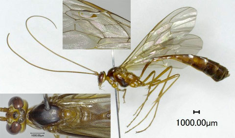 シコクホシアメバチ Enicospilus shikokuensis (Uchida, 1928)