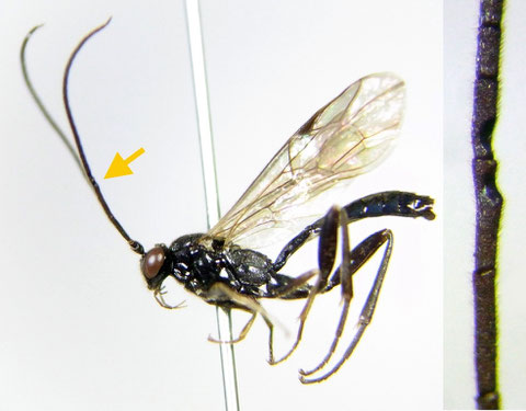 Cylloceria sp. B (male) 矢印付近に三日月型の窪みをもつ