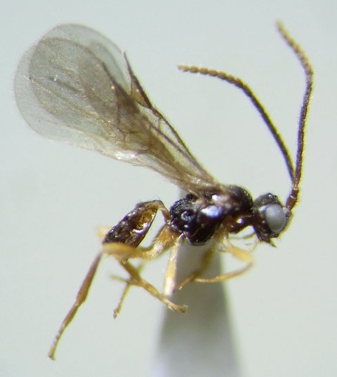 Mirax sp.