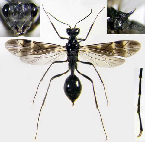 ミズバチ Agriotypus gracilis Waterston, 1930 (♀)
