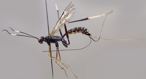 シロスジクチキヒメバチ Eugalta albimarginalis (Uchida, 1928)