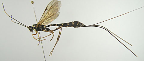 ジョウザンオナガバチ Rhyssa amoena Gravenhorst, 1829