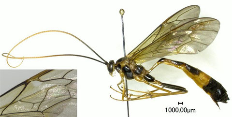 マダラオオアメバチ Stauropoctonus bombycivorus (Gravenhorst, 1829)