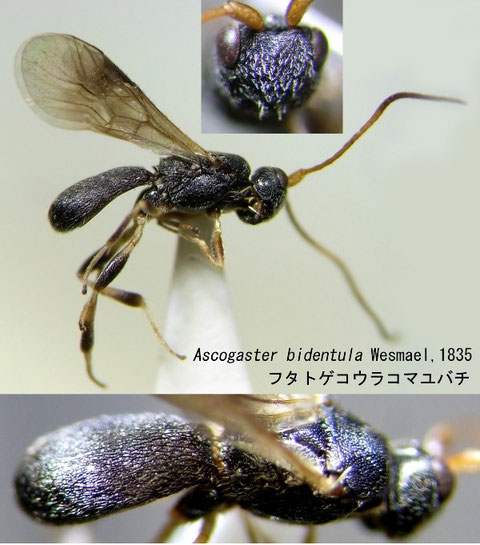 フタトゲコウラコマユバチ　Ascogaster bidentula Wesmael,1835　