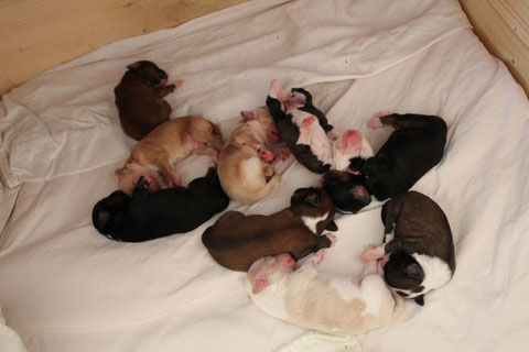 9 gesunde Tibet Terrier Hundebabys