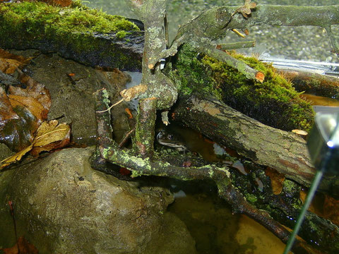 Vorheriges Terrarium mit den Alttieren