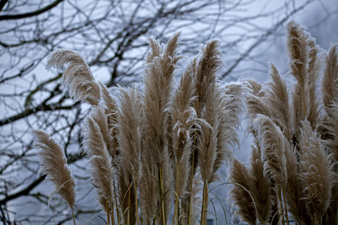 Eisige Eleganz   ©Luftbildfotografie Neuburg