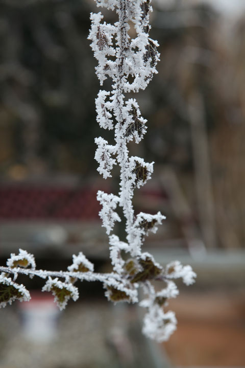 Der Frost knabbert an den Blättern     ©Luftbildfotografie Neuburg