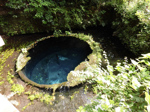 　　　　　　　　丸い部分は深い水中にあるが、ご覧のように透明度が高い。