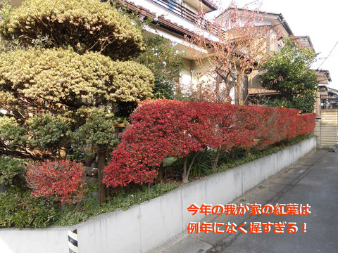 朝早くて、半分日が当たっていない所為もあるが、2週間は遅い!