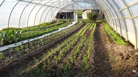 Fenchel Blumenkohl, Broccoli und Rübkohl sin gepflanzt und sind in ein paar Wochen erntereif