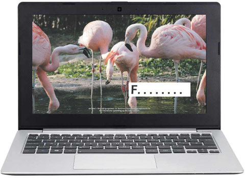 Gedaechtnistraining Senioren ratespiele flamingos