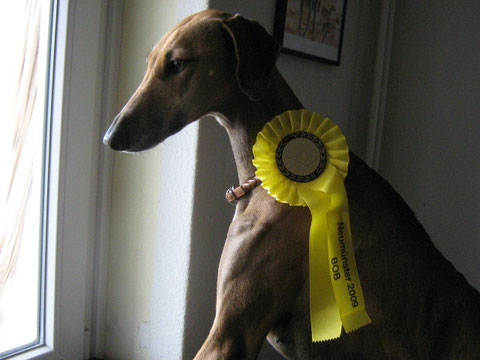 CACIB NMS:Djada AMENOKAL gewinnt mit V1 CACIB CAC VDH BOB 4. ANWARTSCHAFT FÜR DASS DEUTSCHE CHAMPIONAT