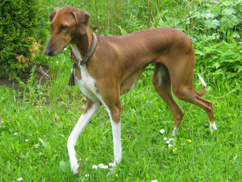 ...meine "kleine" Mili:Eleva-Camillé Amenokal:Zauberhund.