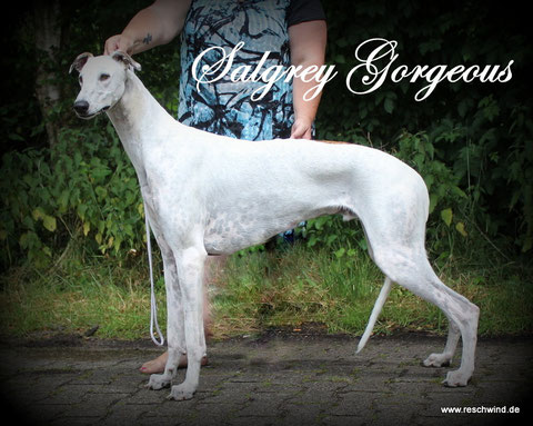 Salgrey´S Gorgeous,12 Monate: DANKE SVETLANA FÜR DIESEN TRAUM GREY!