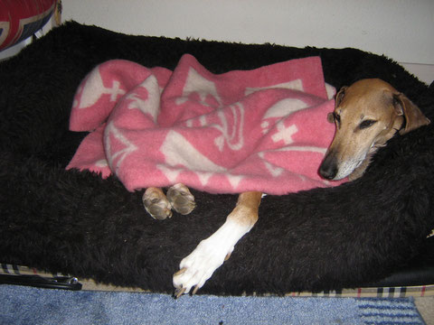 Geliebtes Püschelchen:HAPPY BIRTHDAY to 9 years,my SWEET.