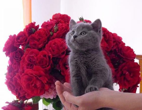 chartreux