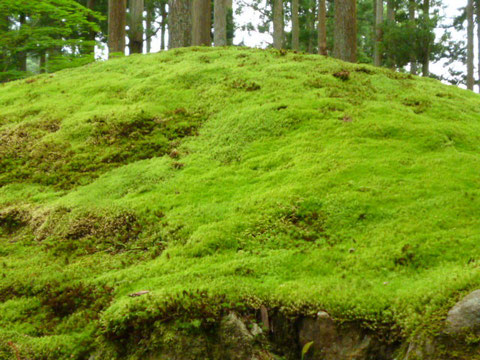 苔の里 小松市