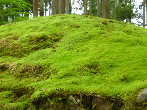 苔の里　小松市