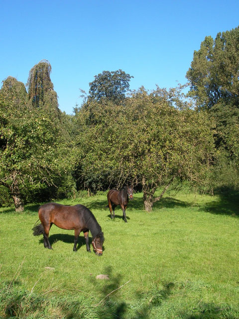 Obstgarten und Pferdeweide