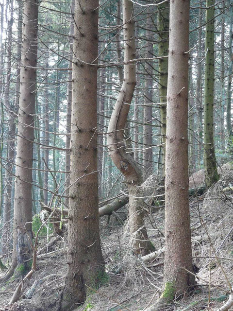 La déformation du tronc de cet arbre dénote le passage d'une "cheminée" horizontale, phénomène connu en géobiologie.