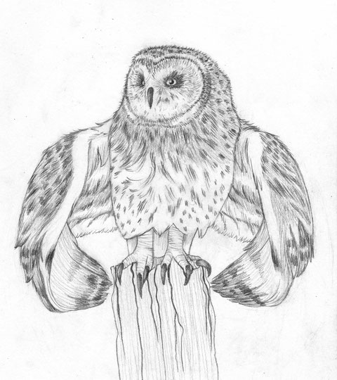 Hibou des Marais