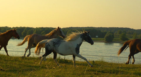 Riverside Curly Horses wild and free