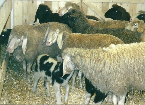 Erstmals im neuen Stall
